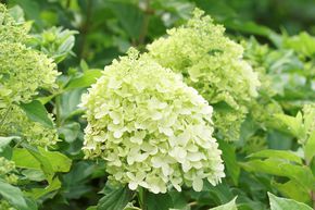 Hortensia, Hortensia en grappes Midi-Hydrangeasy� 'GreenEnergy�'