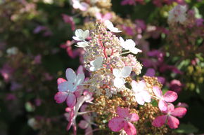 Hortensia, Hortensia en grappes Midi-Hydrangeasy� 'Pink Starlets�'