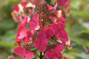 Hortensia, Hortensia en grappes Mini-Hydrangeasy� 'Red Chic�'