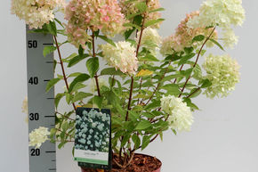Hortensia, Hortensia en grappes 'Little Lime�