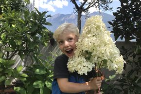 Hortensia en grappes Maxi-Hydrangeasy� 'Chapeau!'