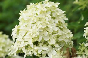 Hortensia, Hortensia en grappes Maxi-Hydrangeasy� 'Earlygreen�'