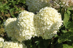 Hortensia, Hortensia en grappes Midi-Hydrangeasy� 'Revenant�'