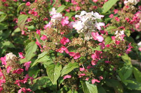 Hortensia, Hortensia en grappes Mini-Hydrangeasy� 'Red Starlets�'