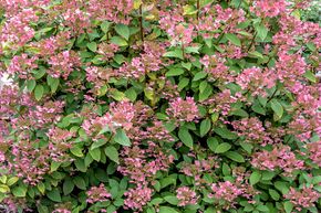 Hortensia, Hortensia en grappes 'Wims Red'
