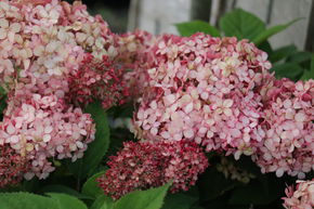 Hortensia 'Ruby Annabelle'