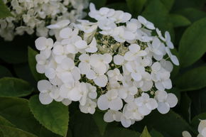 Hortensia 'Strong Annabelle�'