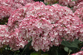Hortensia, Hortensia boule de neige 'Sweet Annabelle�'