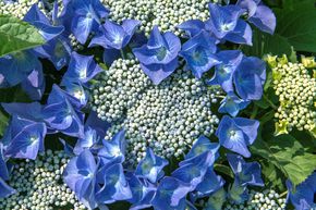 Hortensia, Hydrangea � fleur 'Blaumeise'