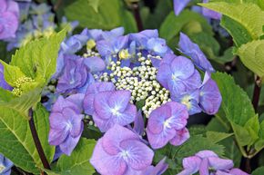 Hortensia, Hortensia � fleurs en plaques 'Zorro�'