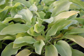 Hosta 'Honeybells'
