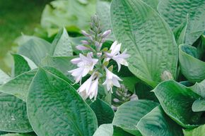 Hosta de Siebold 'Elegans'