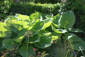 Hosta 'Sum and Substance'