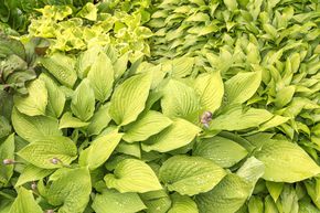 Hosta 'Aurea'