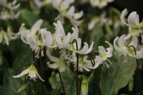 Dent de chien 'White Beauty'