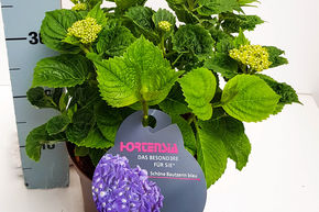 Hortensia 'Sch�ne Bautznerin' bleu-lilas
