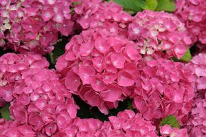 Hortensia 'Sch�ne Bautznerin'