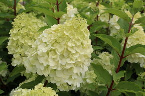 Hortensia panicul� 'Polar Bear'�