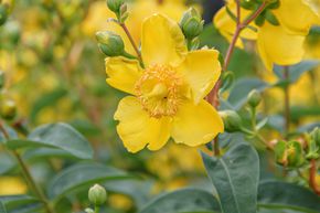 Millepertuis arbustif 'Hidcote' (lot de 6)