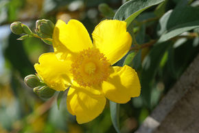 Millepertuis 'Hidcote'