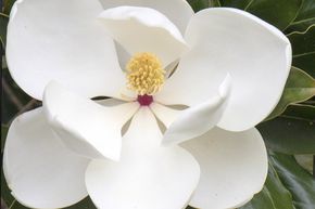Magnolia � feuilles persistantes 'Little Gem'