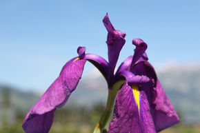 Iris du Japon