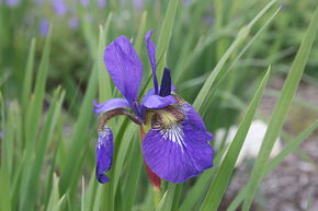 Iris de Sib�rie 'Mountain Lake