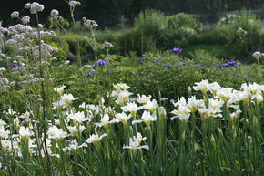 Iris de Sib�rie 'White Swirl