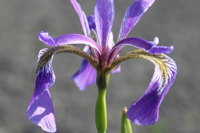 Iris versicolore, clajeux