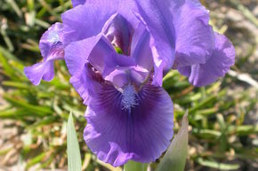 Iris 'Banbury Ruffles'
