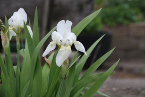 Iris 'Bright White'