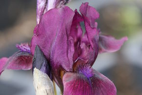 Iris 'Cherry Garden'