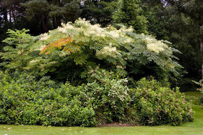Aralie du Japon - Ang�lique en arbre
