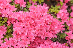 Azal�e du Japon 'Diamant Rosa�'