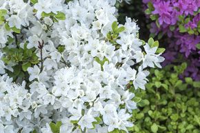 Azal�e japonaise 'Diamant Weiss�'