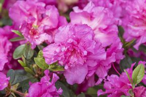 Azal�e du Japon 'Petticoat�'