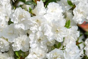 Azal�e japonaise 'Schneeperle�'