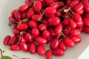 Cornouiller Officinial