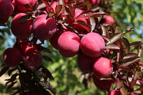 Prunier japonais, pruneau sanguin 'Hollywood Original'