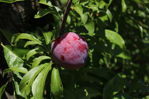 Prunier japonais 'Santa Rosa'