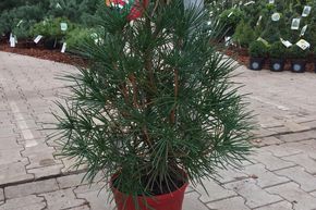 Sapin parasol japonais en pot d�coratif rouge de No�l