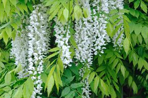 Glycine du Japon 'Alba'