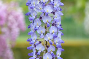 Glycine du Japon 'Blue Dream'