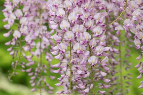 Glycine du Japon 'Pink Ice'