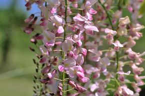 Arbre � fleurs japonais 'Rosea'