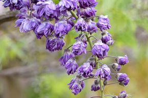 Glycine du Japon 'Violacea Plena'