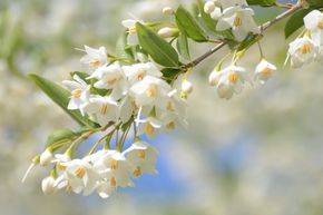 Styrax 'Fragrant Fountain'