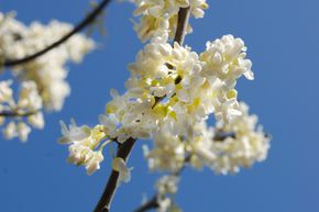 Arbre de Jud�e canadien 'Texas White' - Grand arbuste