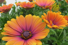 Marguerite du Cap Orange (lot de 8)