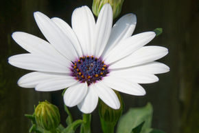Marguerite du Cap Blanc (lot de 8)
